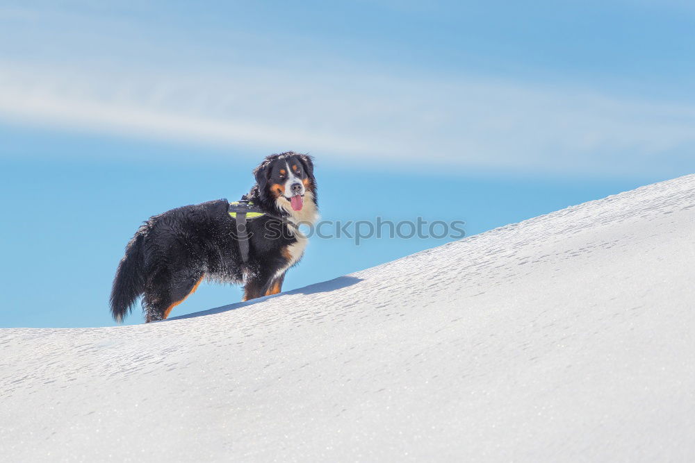 Similar – Gipfelstürmerwauwau Hund