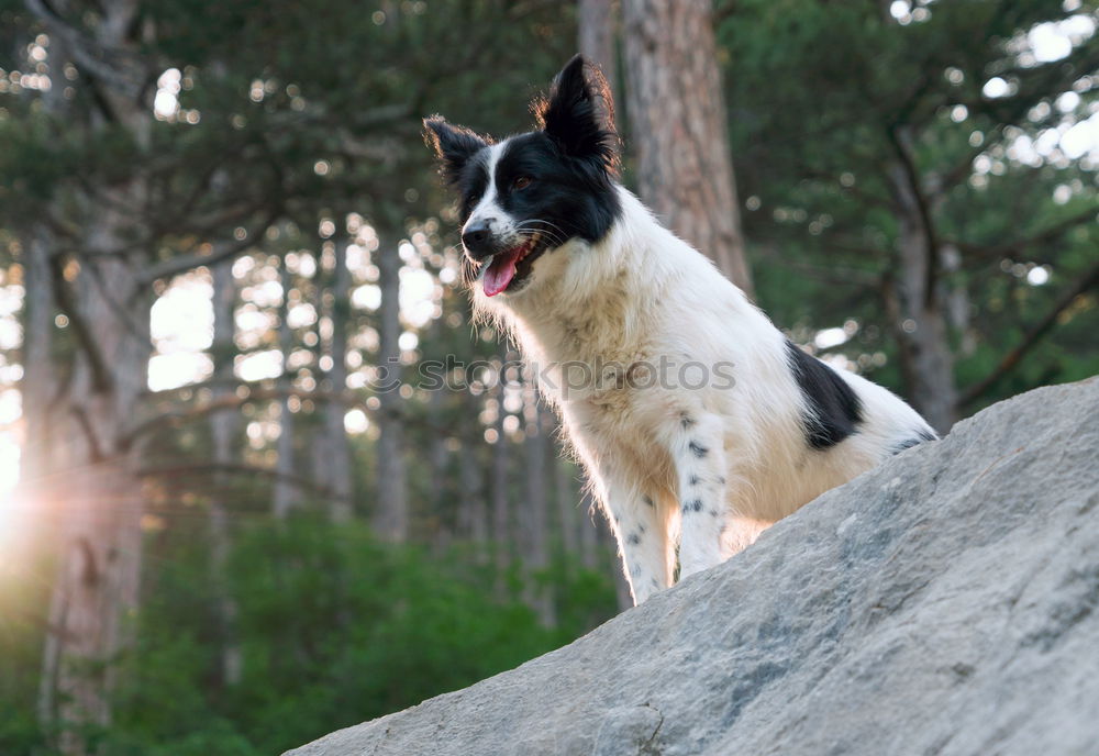 Similar – Image, Stock Photo Boston Terrier Beach Ocean