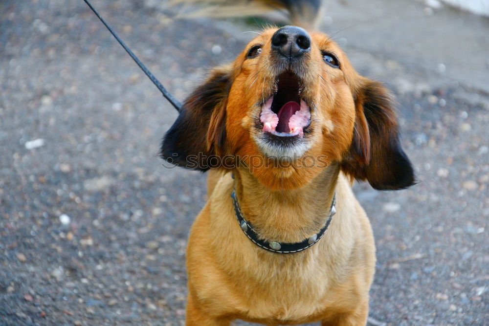 Similar – Obey the Basset Hund Tier