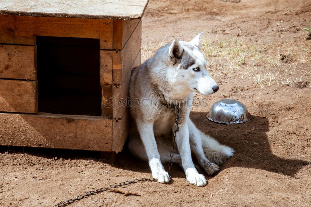 Similar – Image, Stock Photo Curiosity in Spring 2