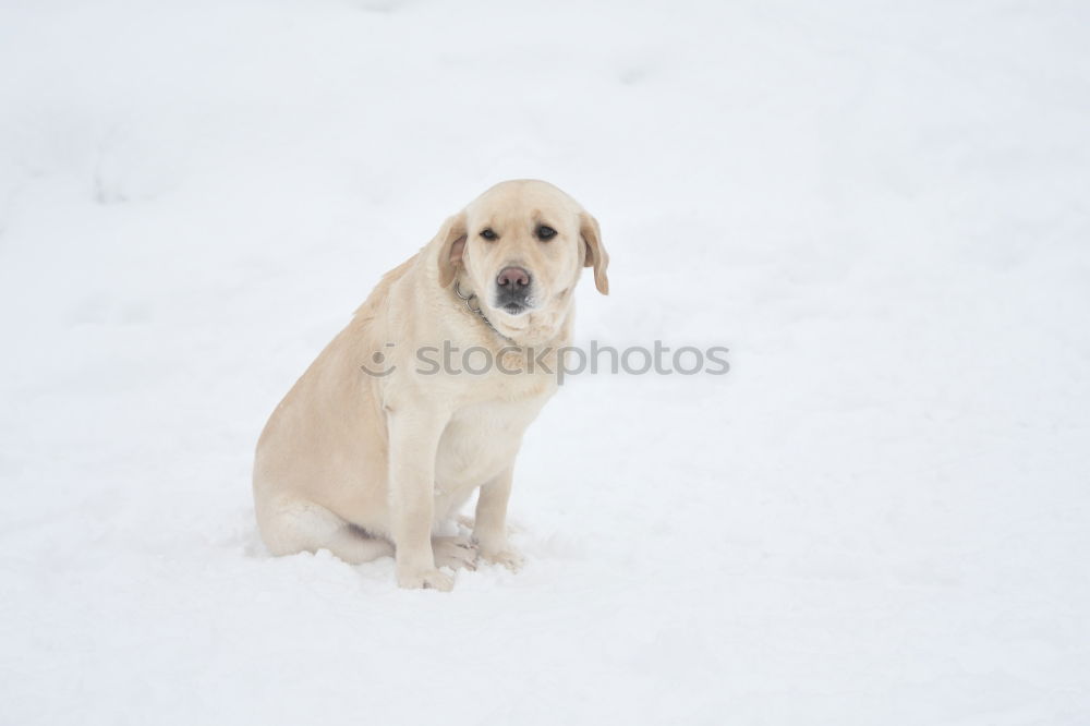 Similar – my happy dog :-)) Joy