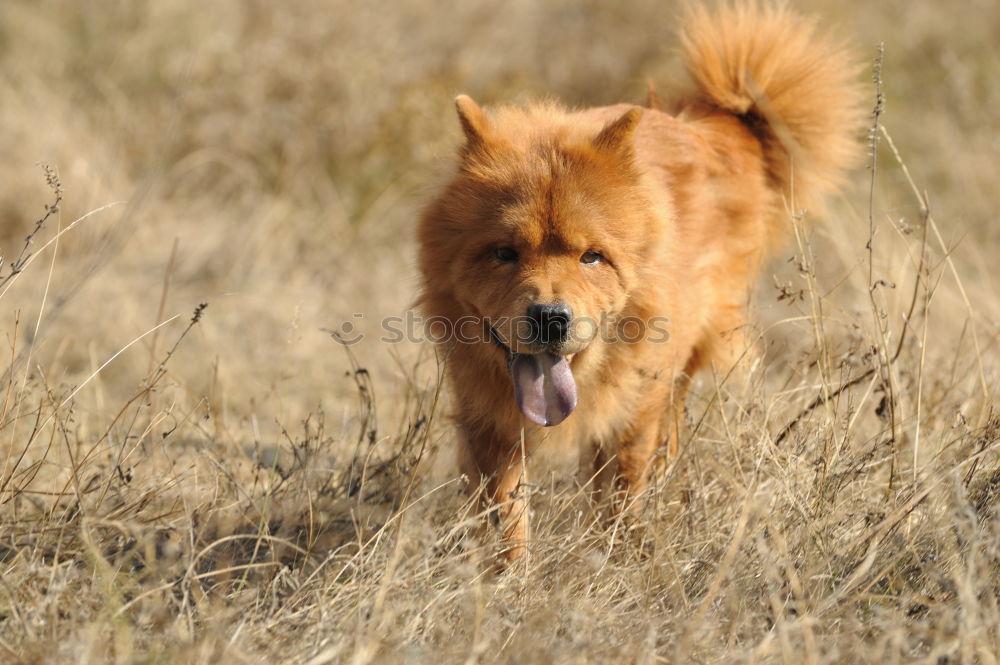 Similar – Image, Stock Photo Dogs Nature Plant Animal