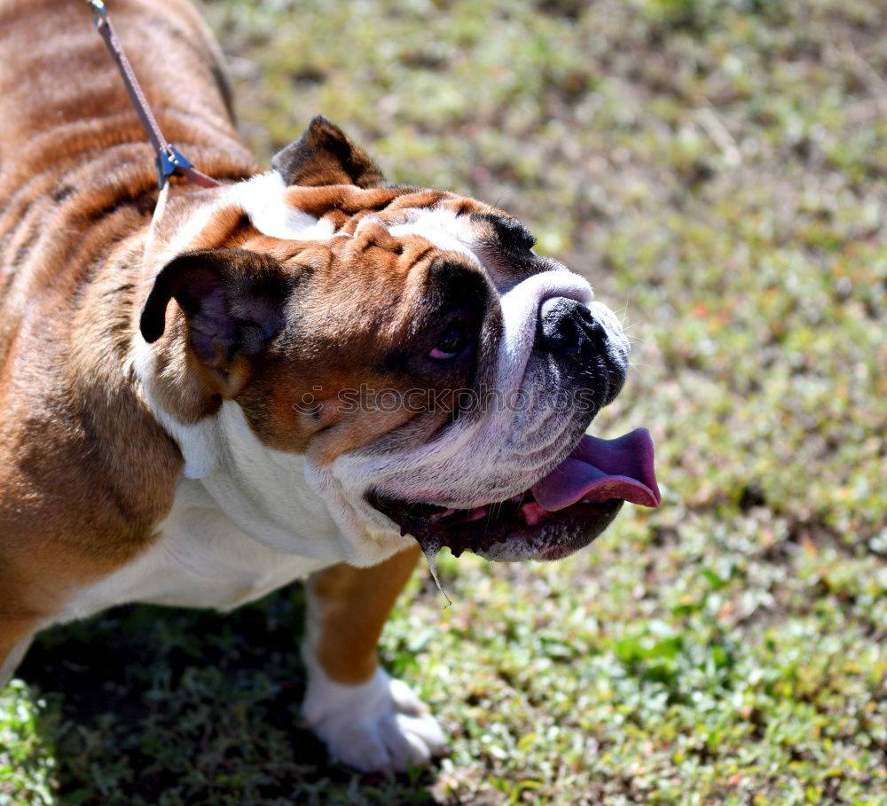 Similar – BOB BULLDOGGE Bulldogge