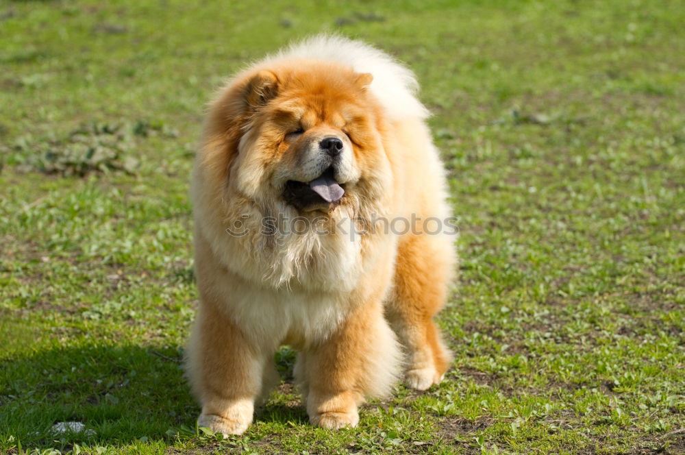 Similar – Image, Stock Photo bobtail Animal Pet Dog