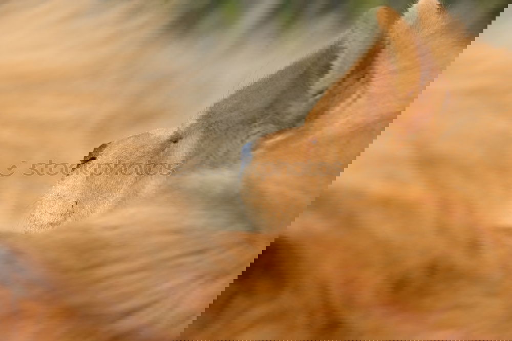 Similar – Image, Stock Photo evening sun Horse