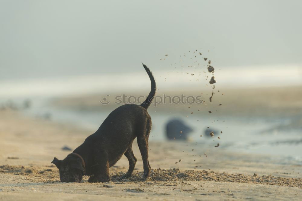 Similar – Funny dog on beach Dog