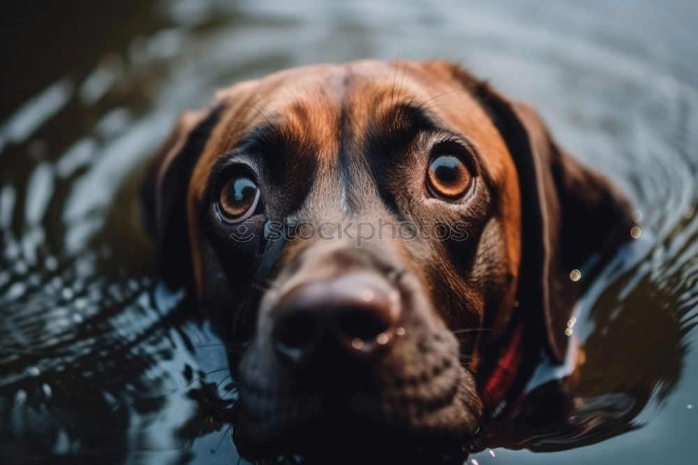 Similar – Image, Stock Photo Hunting dog on wooden terrace