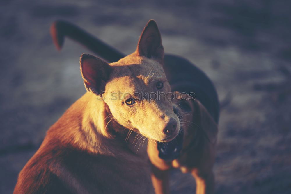 Similar – Image, Stock Photo Hunting dog on wooden terrace