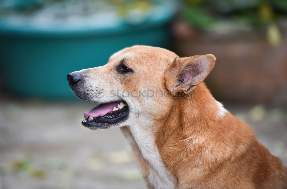 Similar – Image, Stock Photo woman giving watermelon to her dog in the garden