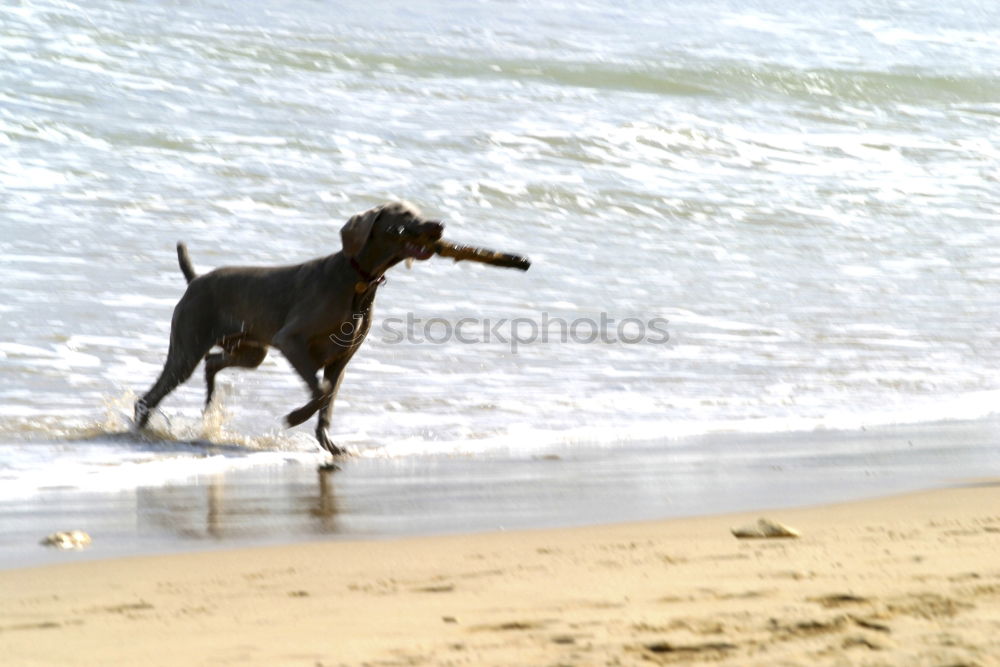 Similar – WaveDog Hund Labrador