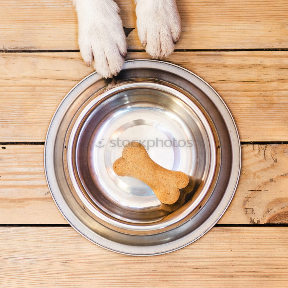 Similar – cute small jack russell dog at home waiting to eat his food in a bowl. Pets indoors