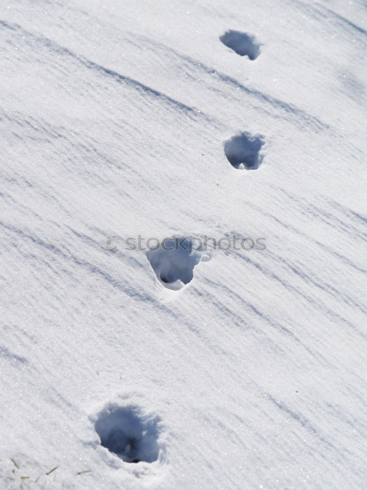 Similar – Image, Stock Photo Tracks in the snow