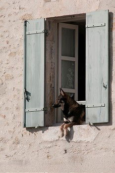 Similar – Two cats in front of door