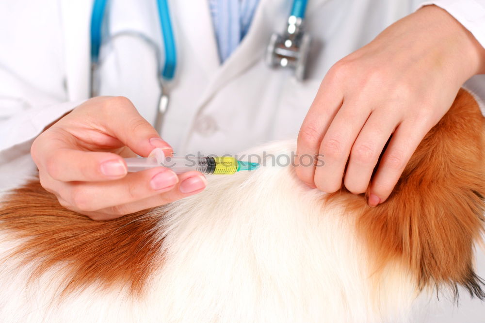 Similar – Hand with syringe and dog preparing for vaccine injection