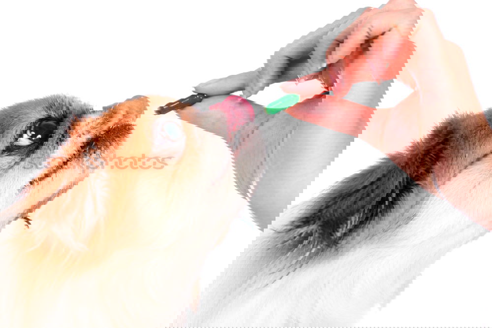Similar – Image, Stock Photo woman giving watermelon to her dog in the garden