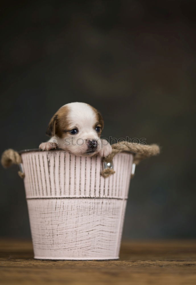 Similar – Image, Stock Photo Boston Terrier puppy at the excursion