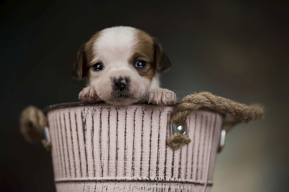 Similar – Foto Bild Wackeldackel Dackel Hund