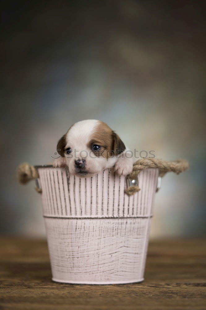 Similar – Image, Stock Photo Boston Terrier puppy at the excursion