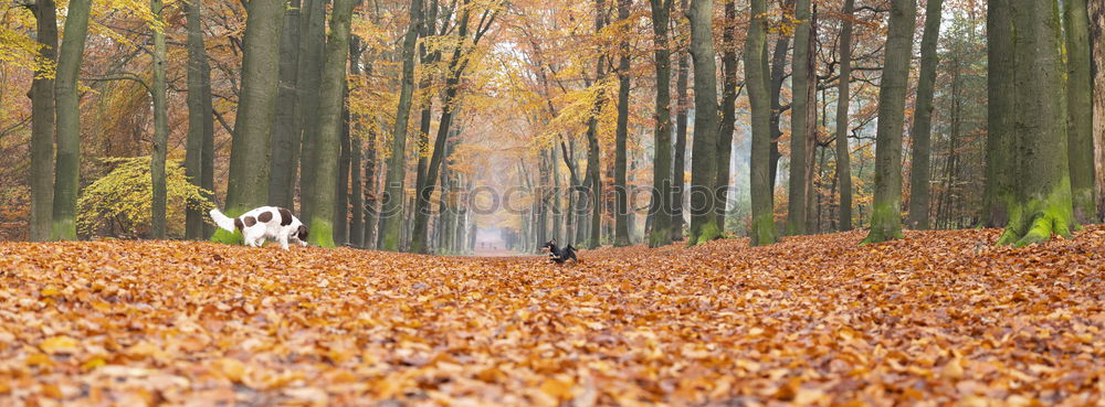 Similar – Image, Stock Photo deer doe in autumn forest