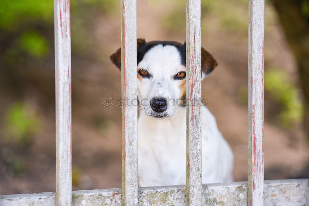 Similar – Image, Stock Photo Closeup of a husky dog looking through the bars of a cage