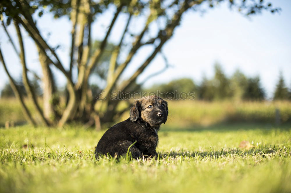 Similar – Image, Stock Photo Curiosity. Environment