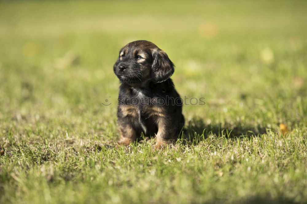 Similar – a young french bulldog is standing in a garden in front of a green background