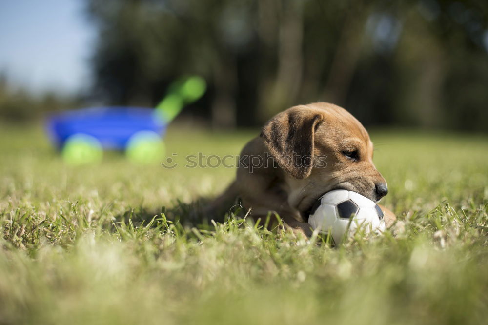 Similar – Dog with shoe fetish