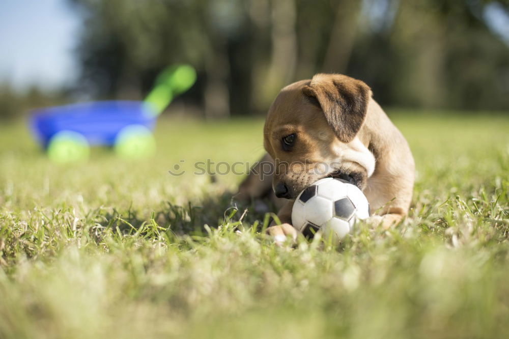 Similar – Dog with shoe fetish