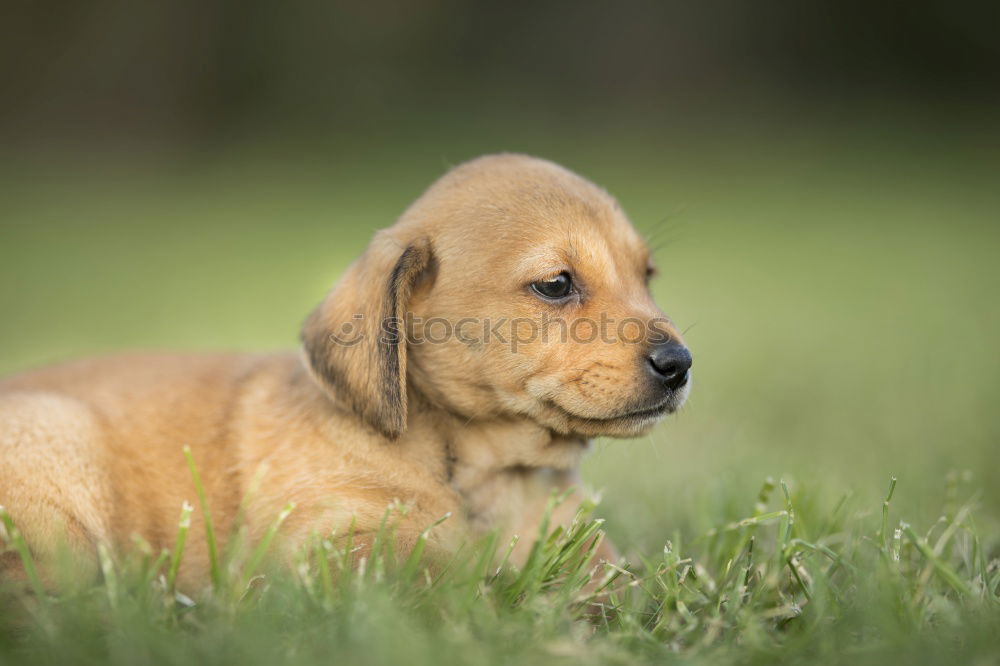 Similar – Image, Stock Photo cute puppy dog sitting in rough grass