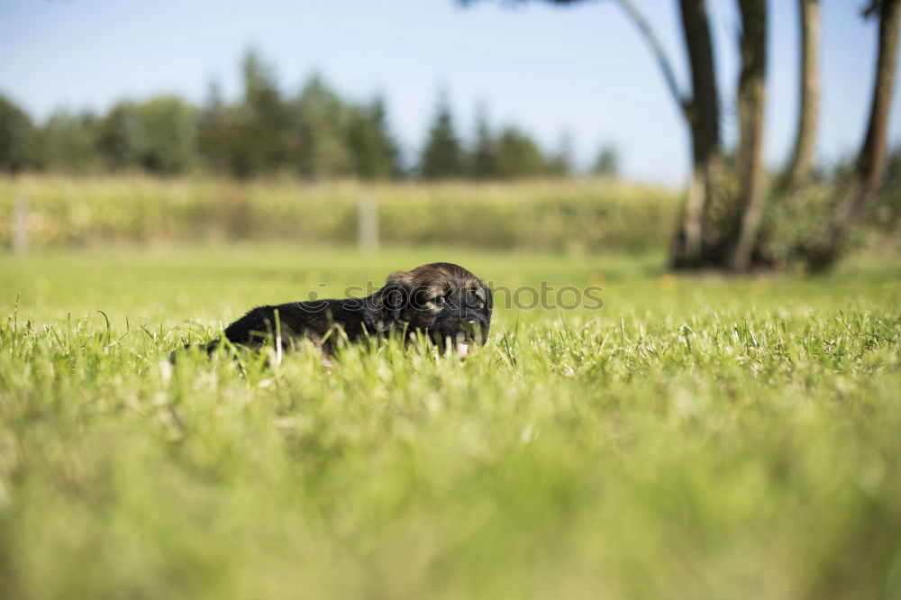 Similar – Image, Stock Photo playful pt.4 Dog Animal