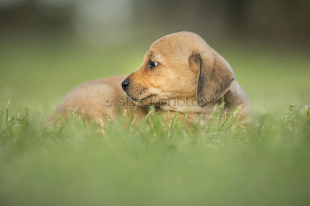 Similar – Image, Stock Photo Curious puppies Animal Pet