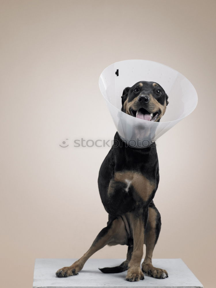 Similar – poor koeter Dog Funnel