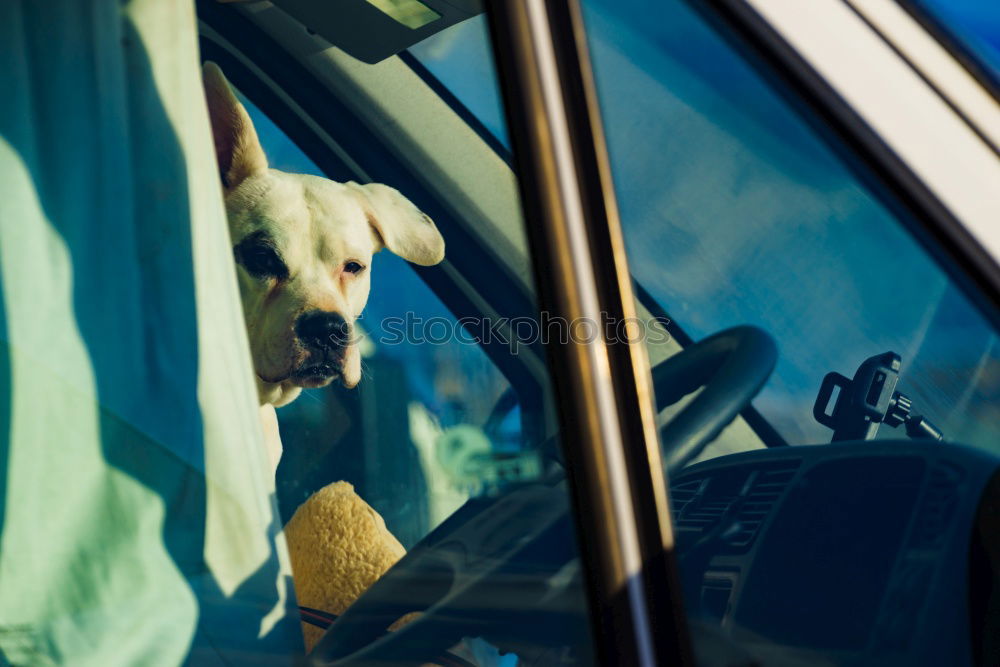 Similar – Image, Stock Photo Wildly patterned Hawaiian shirt on a hanger in the rear of an American road cruiser of the fifties in turquoise at the Golden Oldies in Wettenberg Krofdorf-Gleiberg near Giessen in Hesse