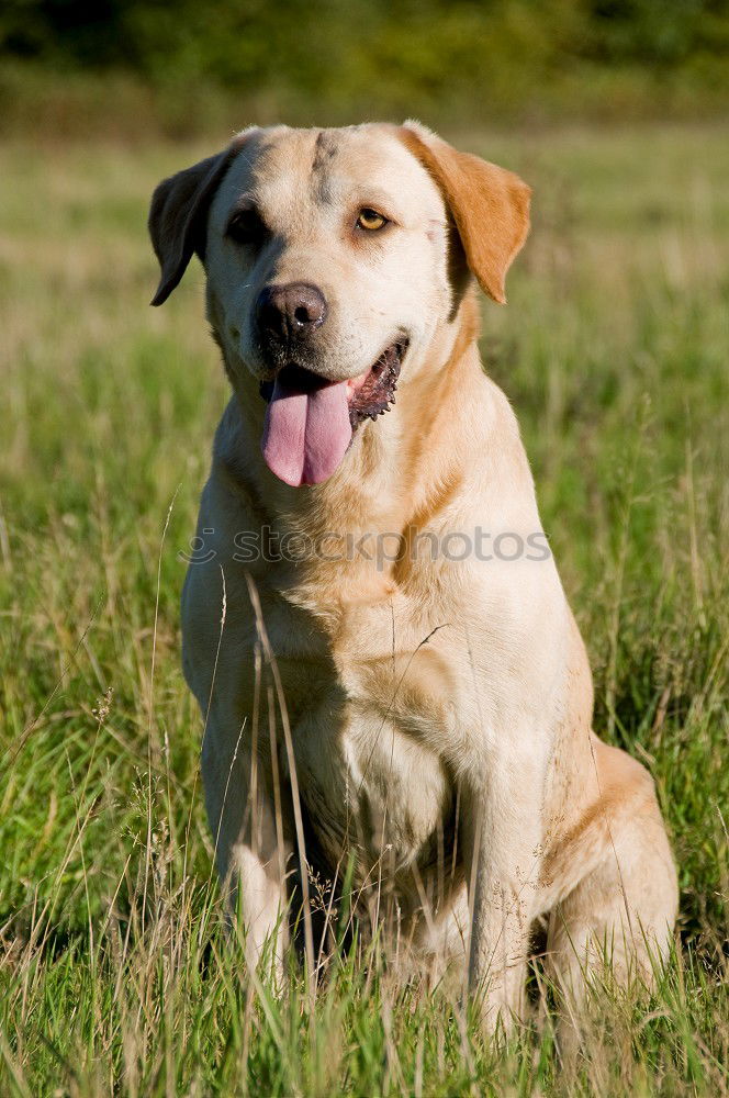 Similar – Image, Stock Photo puppy in long grass Animal