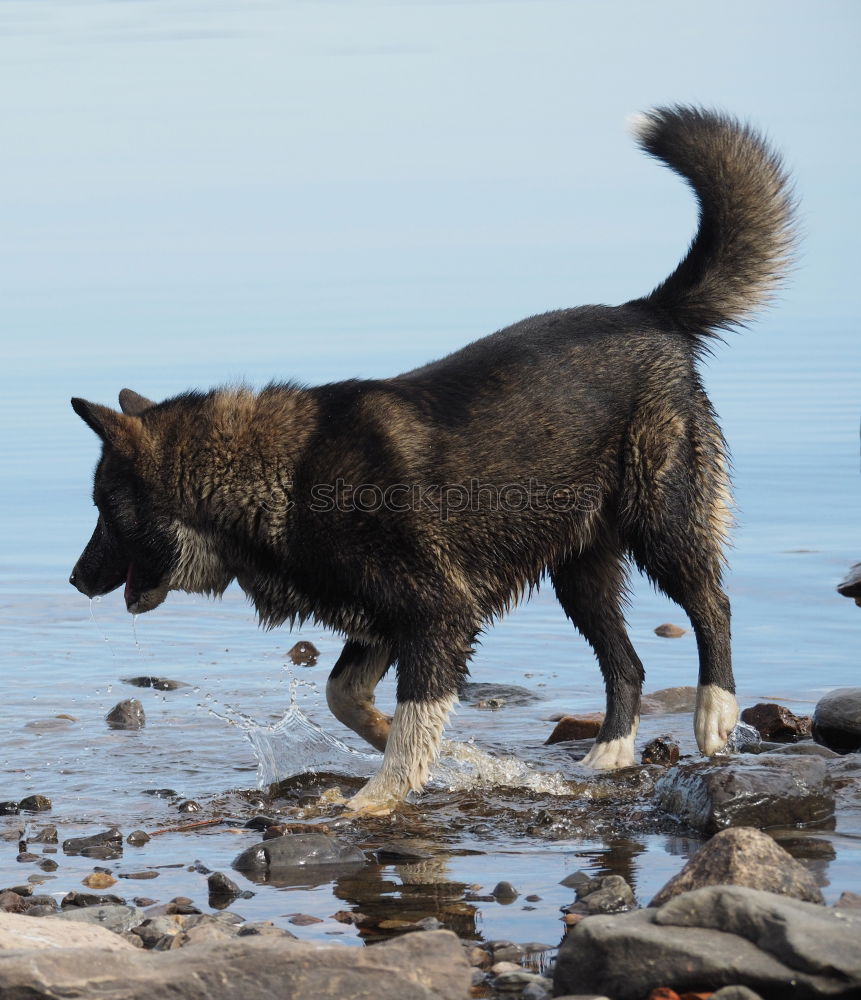 Similar – Funny dog on beach Dog