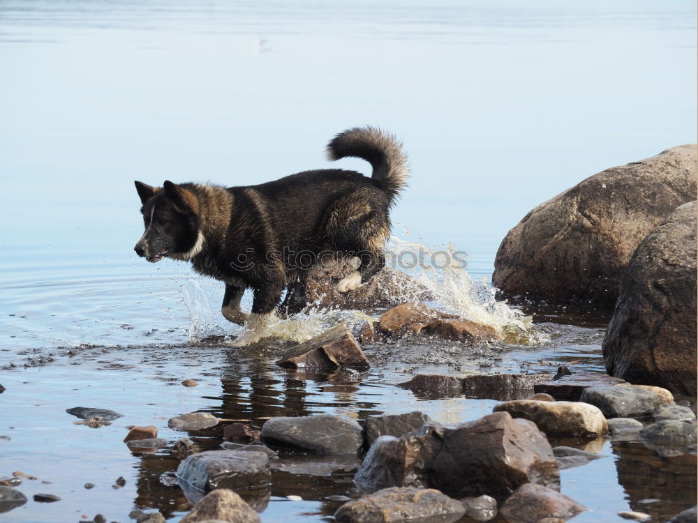 Similar – Berhardiner Dog Playing