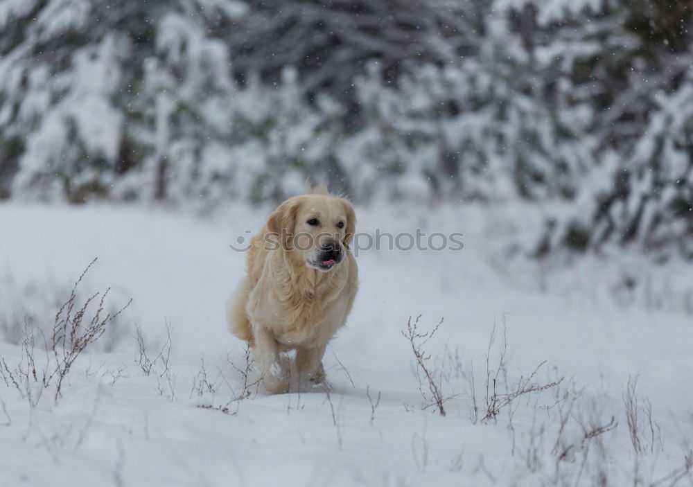 Similar – cute brown labrador dog on frosted meadow in winter