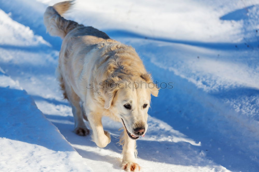 Similar – my happy dog :-)) Joy