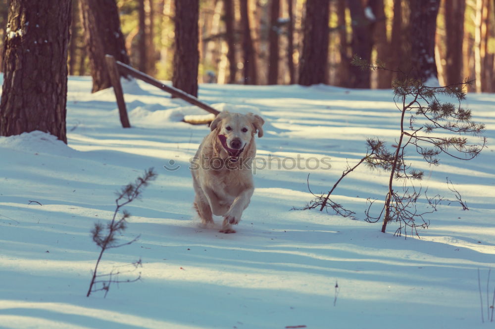 Image, Stock Photo hunting fever