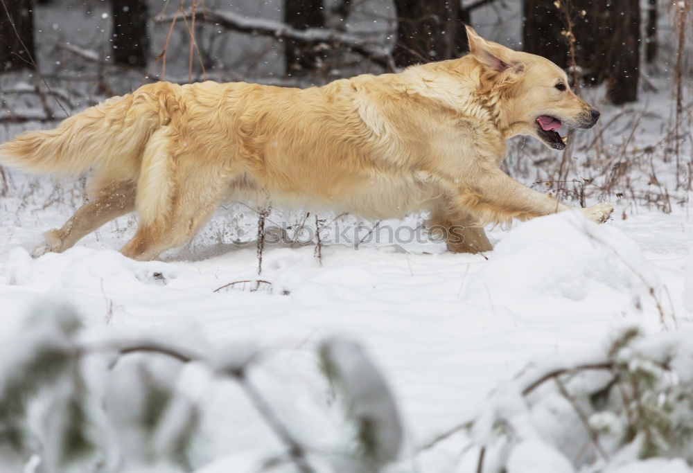 Similar – Image, Stock Photo Colourful hustle and bustle in the snow