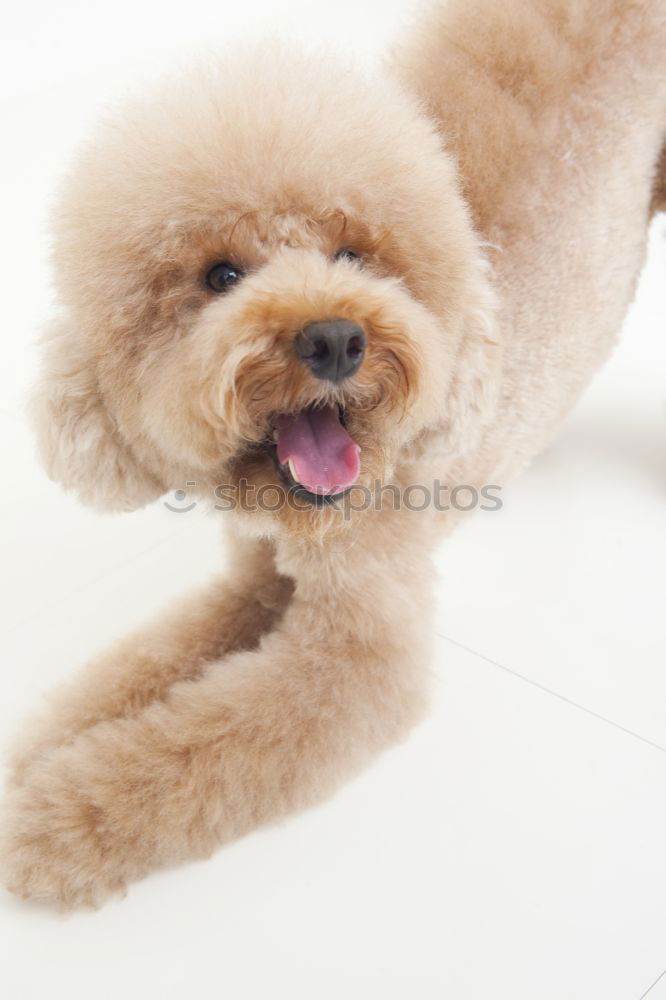 Similar – Image, Stock Photo ball of fur on carpet Pet