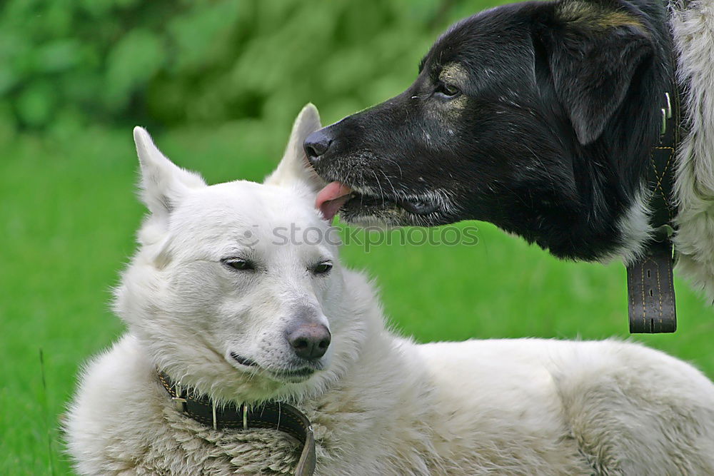 Similar – shepherd puppies playing in sunset light