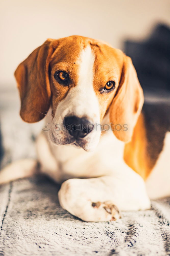 Similar – cute small jack russell dog at home waiting to eat his food in a bowl. Pets indoors