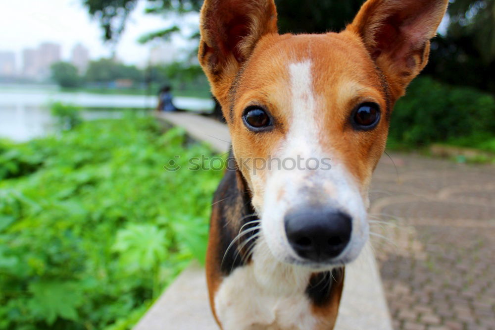 Similar – Owner feed his dog outside. Jack Russel terrier eat food from owner hand