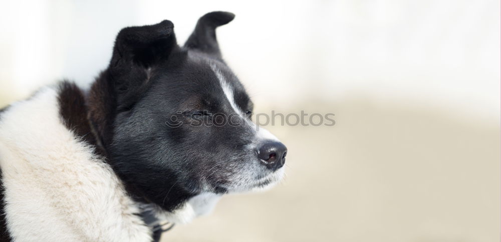 Image, Stock Photo out there… Animal Pet