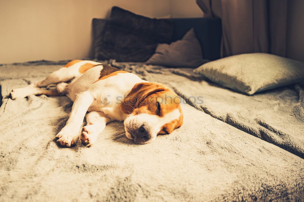 Similar – Image, Stock Photo jack Pet Dog Relaxation