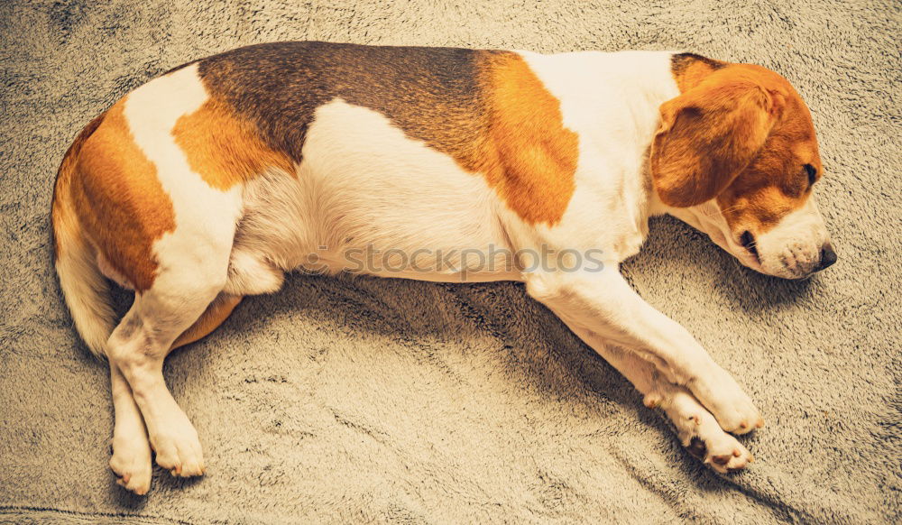 Similar – dog Sleep Siesta Doze