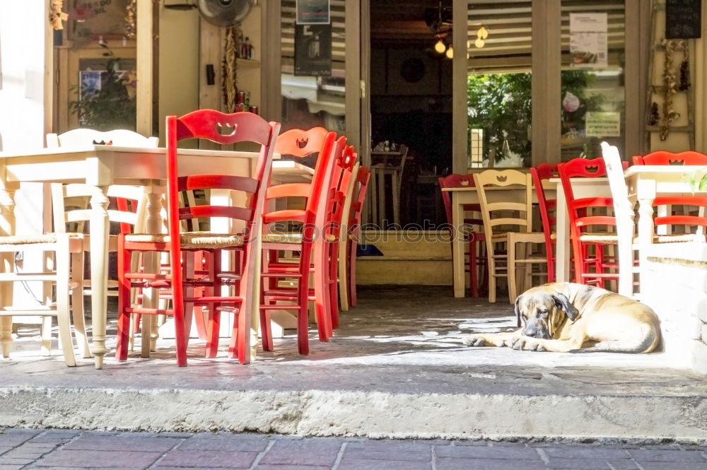 Similar – Foto Bild Idylle Sommer Tier Katze 1