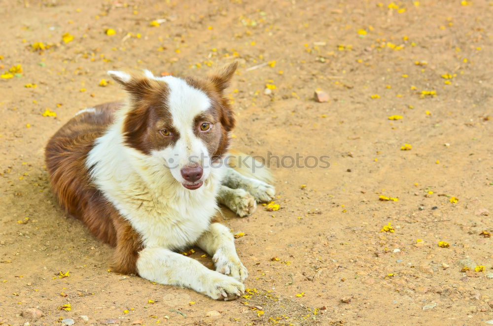 Similar – Image, Stock Photo Dogs Nature Plant Animal