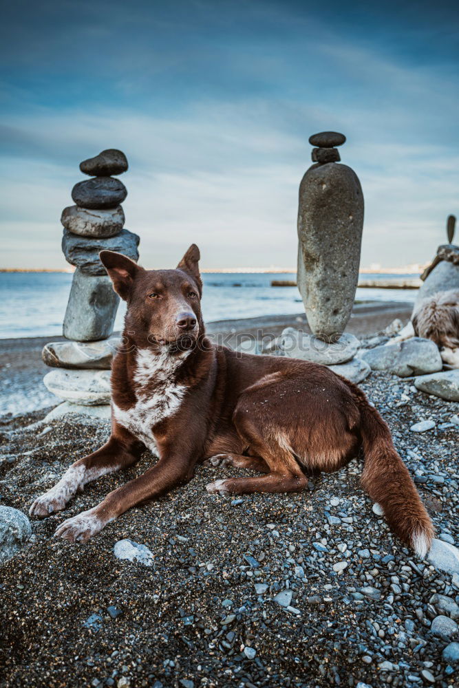 Similar – Image, Stock Photo beautiful small dog sitting on the sea shore